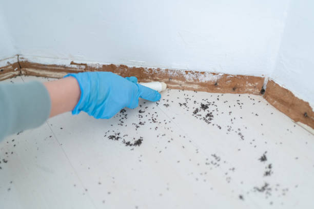 Best Emergency Pest Control  in Summerset, SD